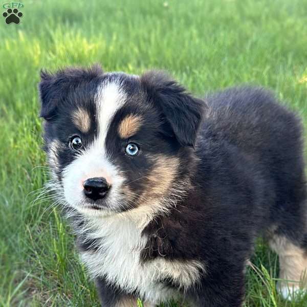 Daisy, Miniature Australian Shepherd Puppy